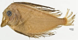To NMNH Extant Collection (Caristiidae USNM 215662 photograph lateral view)