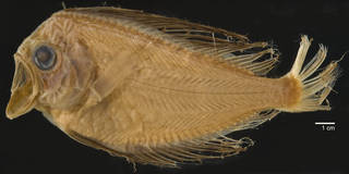 To NMNH Extant Collection (Caristiidae USNM 215662 photograph lateral view, black background)