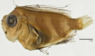 To NMNH Extant Collection (Caristiidae USNM 215669 photograph lateral view)