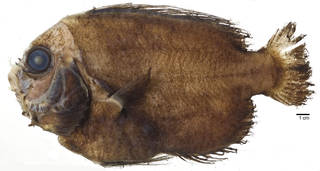 To NMNH Extant Collection (Caristius USNM 235666 photograph lateral view)