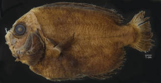 To NMNH Extant Collection (Caristius USNM 235666 photograph lateral view, black background)