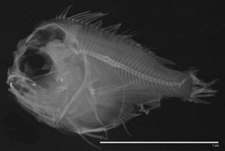To NMNH Extant Collection (Caristiidae USNM 240176 radiograph)