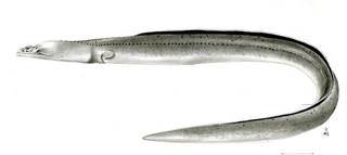 To NMNH Extant Collection (Brachysomophis henshawi P02066 illustration)