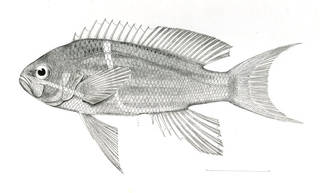 To NMNH Extant Collection (Pseudanthias venator P06960 illustration)