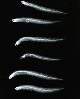 To NMNH Extant Collection (Alabes dorsalis USNM 87361 nontype radiograph lateral view)