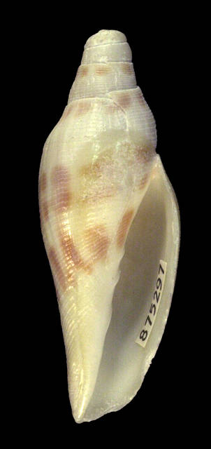 To NMNH Extant Collection (IZ MOL 875297 Shell Ventral View)