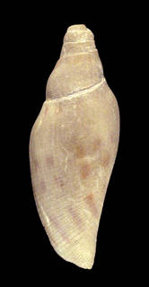 To NMNH Extant Collection (IZ MOL 875297 Shell Dorsal View)