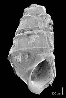 To NMNH Extant Collection (IZ MOL 635638 Shell Holotype)