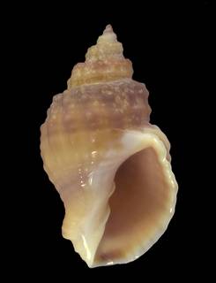To NMNH Extant Collection (IZ 1007056 Shell)