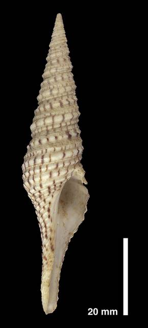 To NMNH Extant Collection (IZ 1007205 Shell)