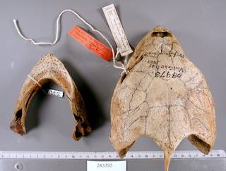 To NMNH Extant Collection (USNM 243393 skull dorsal)