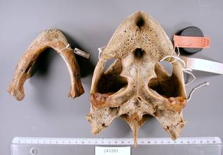 To NMNH Extant Collection (USNM 243393 skull ventral)