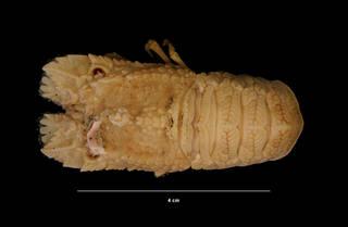 To NMNH Extant Collection (Scyllarus americanus (Smith) (USNM 174042) dorsal view)
