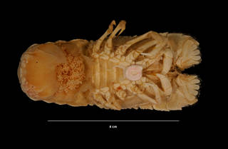 To NMNH Extant Collection (Scyllarus americanus (Smith) (USNM 174042) ventral view)