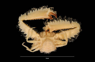 To NMNH Extant Collection (Parthenope (Platylambrus) serrata (Milne Edwards, 1834) (USNM 270806) ventral view)