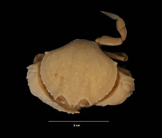 To NMNH Extant Collection (Cycloes bairdi Stimpson (USNM 274871) dorsal view)