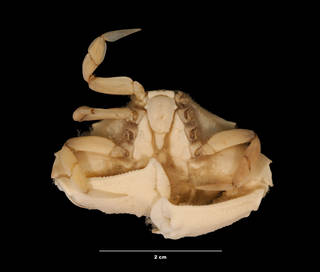 To NMNH Extant Collection (Cycloes bairdi Stimpson (USNM 274871) ventral view)