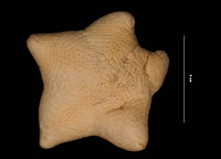 To NMNH Extant Collection (Pteraster tesselatus arcuatus Fisher, 1911 (USNM E47471) aboral view)