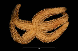 To NMNH Extant Collection (Asterias forbesi (Desor, 1848) (USNM E30373) oral view)