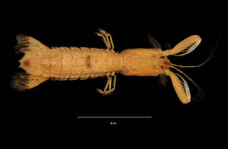 To NMNH Extant Collection (Squilla rugosa Bigelow (USNM 274685) dorsal view)