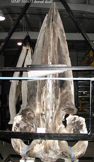 To NMNH Extant Collection (MMP USNM 301635 Balaenoptera physalus Dorsal Skull)