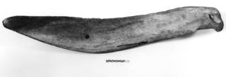 To NMNH Extant Collection (MMP USNM 550146 Caperea marginata Jawbone B)