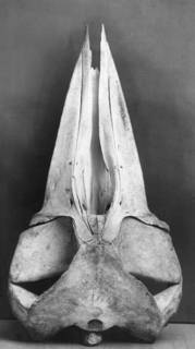 To NMNH Extant Collection (MMP USNM 12177 Balaenoptera acutorostrata Skull B)