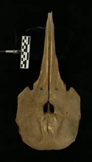 To NMNH Extant Collection (MMP USNM 571257 Mesoplodon peruvianus skull)
