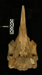To NMNH Extant Collection (MMP USNM 571257 Mesoplodon peruvianus skull)