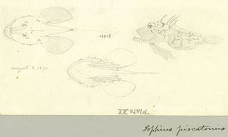 To NMNH Extant Collection (Lophius piscatorius P15003 illustration)