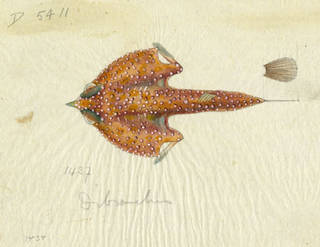 To NMNH Extant Collection (Dibranchus P10219 preliminary sketch)