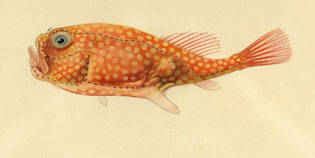 To NMNH Extant Collection (Chaunax pictus P10279 illustration)