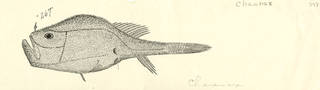 To NMNH Extant Collection (Chaunax P02924 illustration)