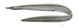 To NMNH Extant Collection (Metopomycter denticulatus P13596 illustration lateral view)