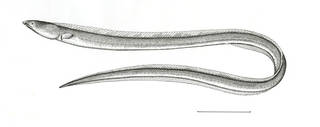 To NMNH Extant Collection (Microdonophis macgregori P13583 illustration)
