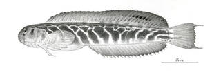 To NMNH Extant Collection (Petroscirtes loxozonus P08332 illustration)