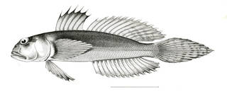 To NMNH Extant Collection (Gobionellus lonchotus P08363 illustration)