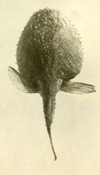 To NMNH Extant Collection (Dibranchus simulus P22637 albumen print dorsal view)