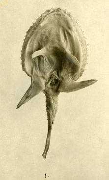 To NMNH Extant Collection (Dibranchus simulus P10220 albumen print ventral view)