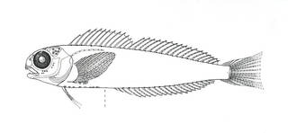 To NMNH Extant Collection (Ophioblennius dentuncus P08880 illustration)