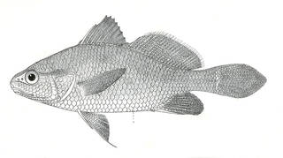 To NMNH Extant Collection (Ophioscion braziliensis P08924 illustration)