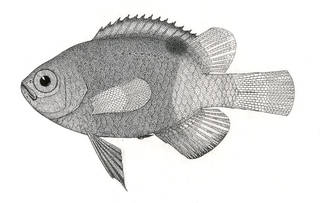 To NMNH Extant Collection (Pomacentrus traceyi P07445 illustration)
