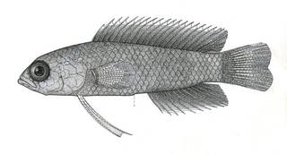 To NMNH Extant Collection (Pseudoplesiops rosae P07273 illustration)