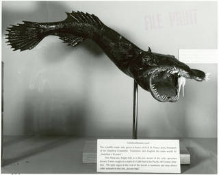 To NMNH Extant Collection (Galatheathauma axeli P11283 photograph)