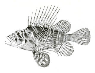 To NMNH Extant Collection (Pterois sphix P07173 illustration)