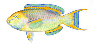 To NMNH Extant Collection (Scarus lauia P06135 illustration)