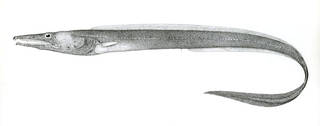To NMNH Extant Collection (Xenomystax atrarius P04326 illustration)
