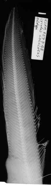 To NMNH Extant Collection (Lycodes coccineas USNM 27748 holotype radiograph lateral view)