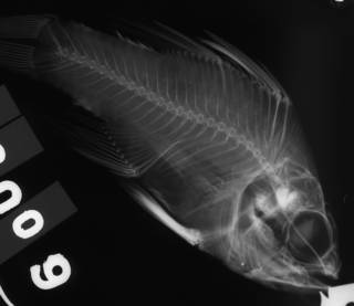 To NMNH Extant Collection (Apogon punctata USNM 42009 radiograph lateral view)