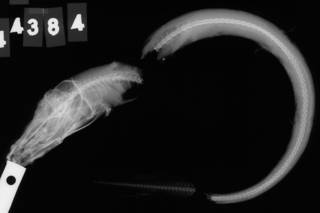 To NMNH Extant Collection (Lycodes porifer USNM 44384 holotype radiograph lateral view)